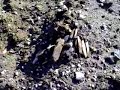 french ww1 soldiers remains found on the somme