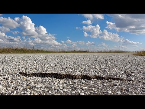 YouTube reptile video