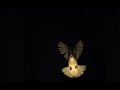 White dove