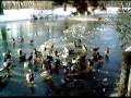 videos de Enten füttern auf dem Eis