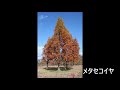 化女沼の秋