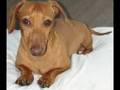 The Sexy Dachshund