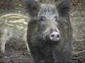 Wild zwijn
