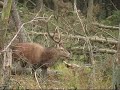 Snotty the Troll [Veluwe]
