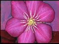flor pucarina tu desprecio