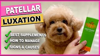 CAN TOY POODLES GET LUXATING PATELLA| How to manage| The Poodle Mom