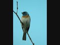 Lazuli Bunting
