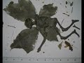 Mummified Derbyshire Fairy Interview 2 part 1 Mummified Derbyshire Fairy Interview 2 part 1