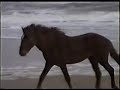 Outer Banks Beaches Spanish Treasure and Spanish Mustangs