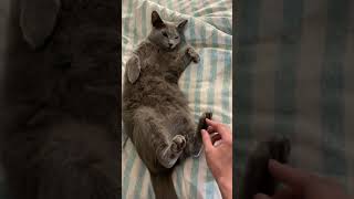 Petting a Russian blue cat fatty belly