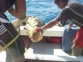 Mero Gigante con Arpon en Falcon 163 Kilos