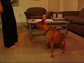 Diesel The Super Dog Diesel The Super Dog