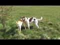 Me and My Lurcher Girl Me and My Lurcher Girl