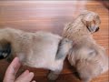 Shih-tzu - Puppies running and playing Shih-tzu - Puppies running and playing