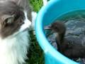 videos de Duckling Nips Cat