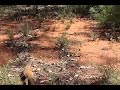 A Goanna in Koroit, Queensland, Australia A Goanna in Koroit, Queensland, Australia