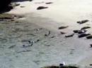 How Harbor Seal get into Water How Harbor Seal get into Water