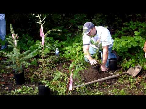 how to replant cedar trees