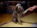 Frensi - Mein Hund niest auf Kommando !