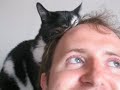 Cat Grooms Man