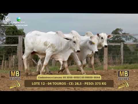 551� LEIL�O VIRTUAL MB LEIL�ES