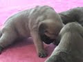 GOLDLEAF MASTIFF - Emma & Hoss Puppies 6/10/07