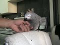 Rocky tries to bite!
