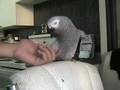 Rocky-tries-to-bite