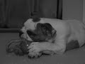 Baby Bulldog plays with toy....
