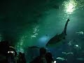 oceanográfico Valencia