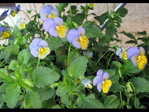 how to collect pansy seeds