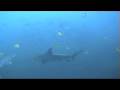 videos de Diving Cocos Okeanos Aggressor