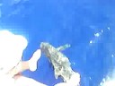 dolphins