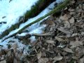 Bois De Cerf Cassé [voir Blog Boisdecerfsavoie].