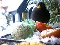 Blackbird and Robin feeding in winter snow :-) birdcams