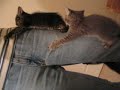 Human Cat Tree?