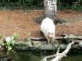 Capybara