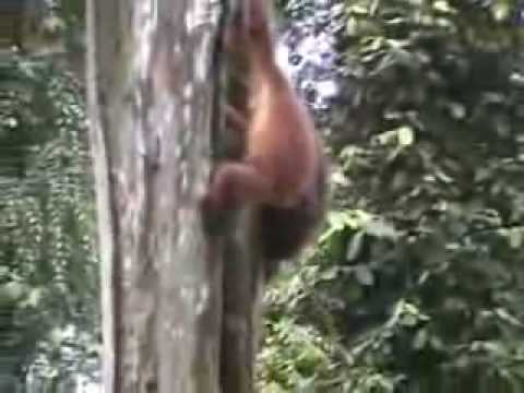 Orang utan orphanage, Sepilok, ...