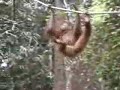 Orang utan orphanage, Sepilok, Borneo October 2002 Orang utan orphanage, Sepilok, Borneo October 2002