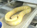 Pastel Lavender Albinos, Super Phantom and a Sand Boa Pastel Lavender Albinos, Super Phantom and a Sand Boa