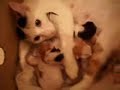 Lucy taken care of her kitties