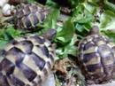 The Cowboy Turtles The Cowboy Turtles
