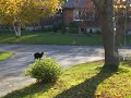 so my manx, bobby boucher, thinks he's pretty damn tough, and today, the local fox decided to enter bobby's backyard, and well, bob showed him who's boss, then chased him out of the yard, down the drive way, where they have a stand off in the middle of the road. neighbours were coming out of their houses with video tapes too lol

needless to say, i got scared near the end of the video and went after bobby, and the fight was over. bob being the victor lol

good thing my cat is fully vaccinated lol