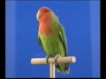 Naturaves - Agapornis 3.avi