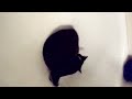 MITTENS LIKES TO PLAY!!! II MITTENS LIKES TO PLAY!!! II