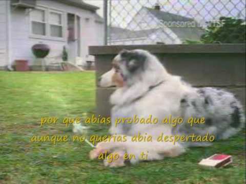 Video de Como un perro ladrando de El Canto del Loco