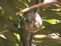 Mother Hummingbird Building Nest