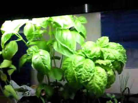 how to harvest aerogarden herbs
