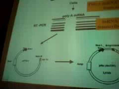 RT-PCR 1