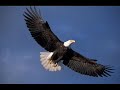 Majestic Birds